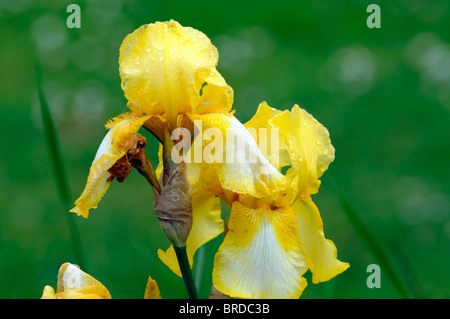 Iris lemon drop barbuto germanica Iris Iris tedesco Rhizomatous giallo limone colore colore fiore sbocciare dei fiori Foto Stock