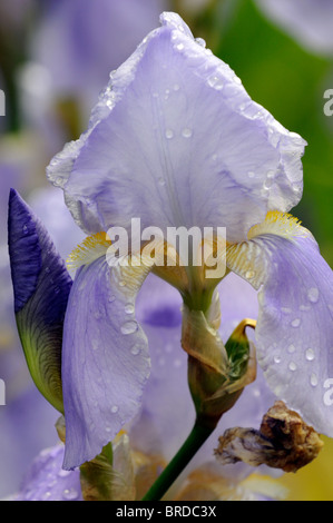 Iris Iris barbuto germanica Iris tedesco Rhizomatous colore colore fiore sbocciare dei fiori Foto Stock