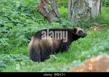 Wolverine (Gulo gulo) - il più grande membro della famiglia donnola Foto Stock