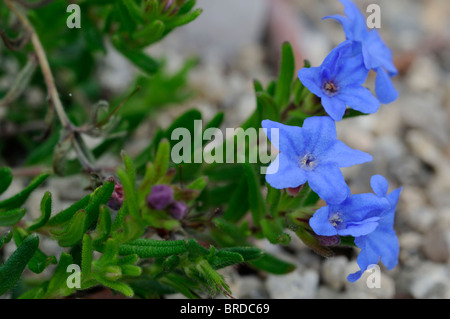 Lithodora diffusa Celeste profondo blu a forma di imbuto fiori arbusto sempreverde Foto Stock