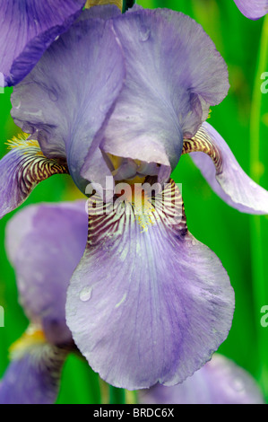 Iris red rover barbuto germanica Iris Iris tedesco Rhizomatous blu tenue colore colore fiore sbocciare dei fiori Foto Stock