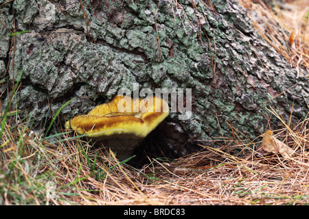 Primo piano di un fungo giallo della staffa, un fungo che cresce alla base di un albero nel bosco durante settembre, Inghilterra, Regno Unito Foto Stock