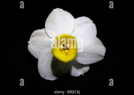 Narciso minnow Daffodil Division 8 bianco giallo pallido giallo petali cup foto macro Close up sfondo nero singolo di un fiore Foto Stock