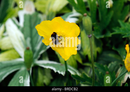 Giallo orientale fiori di papavero e bombi alimentazione molla di alimentazione Foto Stock