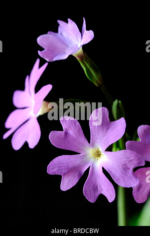 Primula involucrata primrose deciduo perenne finemente dentellate per mezzo di foglie verde malva di rosa fiori viola bloom blossom Foto Stock