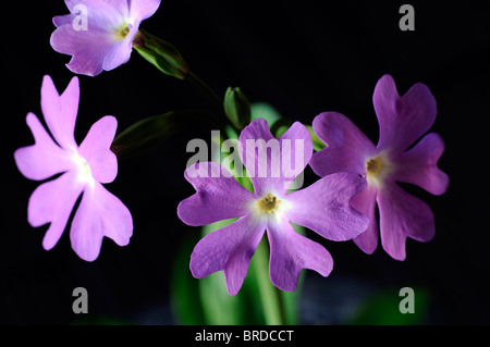 Primula involucrata primrose deciduo perenne finemente dentellate per mezzo di foglie verde malva di rosa fiori viola bloom blossom Foto Stock