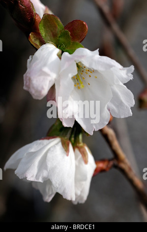Prunus serrulata Shirofugen giapponese ciliegia fioritura Foto Stock