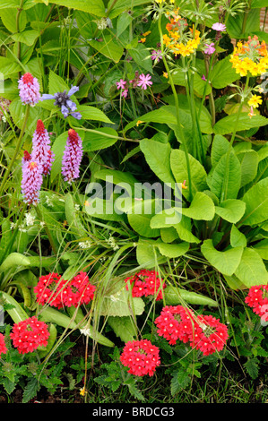 Primula primula mista confine colore rosso porpora fiore giallo fiore fiore piante erbacee perenni Foto Stock