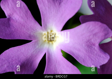 Primula involucrata primrose deciduo perenne finemente dentellate per mezzo di foglie verde malva di rosa fiori viola bloom blossom Foto Stock