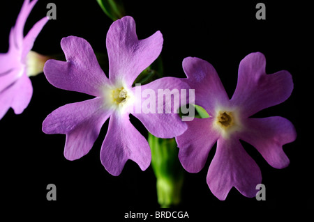 Primula involucrata primrose deciduo perenne finemente dentellate per mezzo di foglie verde malva di rosa fiori viola bloom blossom Foto Stock