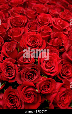 Molte rose rosse shot Nello shallow DOF Foto Stock