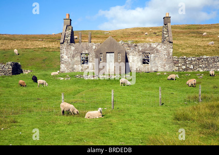 Abbandonate abbandonate croft house con il pascolo ovino, Dale di pareti, Continentale, le isole Shetland, Scozia Foto Stock