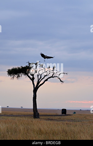 Gli avvoltoi su un lone tree in Masai Mara praterie al tramonto Foto Stock