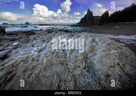 Cirripedi sulla roccia a Rialto Beach. Il Parco nazionale di Olympic, Washington Foto Stock
