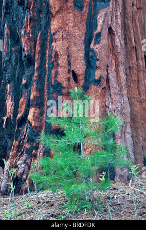 Piccolo abete accanto a Sequoia Redwood tree. Sequoia National Park, California Foto Stock