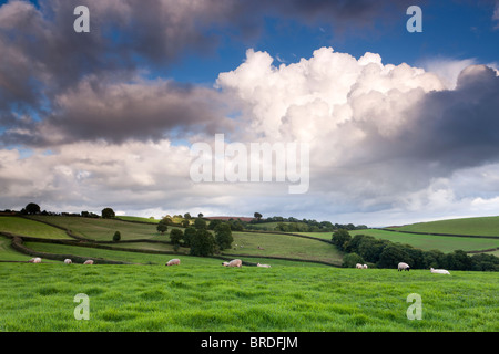 I campi di patchwork in campagna vicino Cullompton, Devon, Inghilterra, Regno Unito, Europa Foto Stock