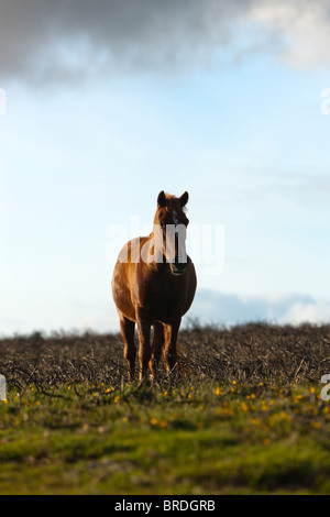 Dartmoor pony vicino Haytor, Parco Nazionale di Dartmoor, Devon, Inghilterra, Regno Unito, Europa Foto Stock