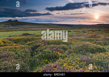 Sunset over Haytor verso il basso guardando verso Haytor Rocks. Parco Nazionale di Dartmoor. Foto Stock