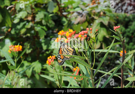 Una farfalla monarca alimentazione su Asclepias curassavica in Battery Park City's Wagner Park durante il calo annuo della migrazione. Foto Stock