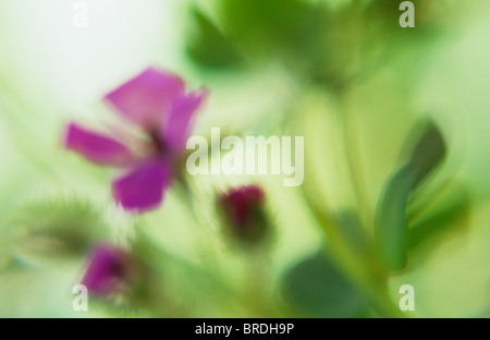 Impressionistica close up retroilluminato fiore rosa e boccioli di cicogne comune bill o Erodium cicutarium Foto Stock