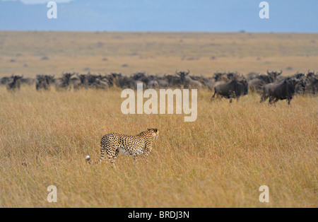 Cheetah stalking una mandria di gnu nelle praterie del Masai Mara in Kenya, Africa Foto Stock