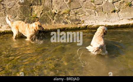 Cani giocando in acqua. Foto Stock