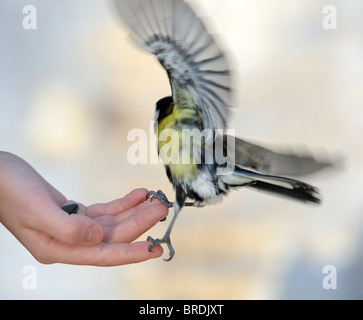 Cincia su una mano. Foto Stock