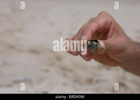 Un granchio di hermit essendo trattenuto da un uomo Foto Stock