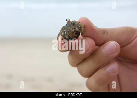 Un granchio di hermit essendo trattenuto da un uomo Foto Stock