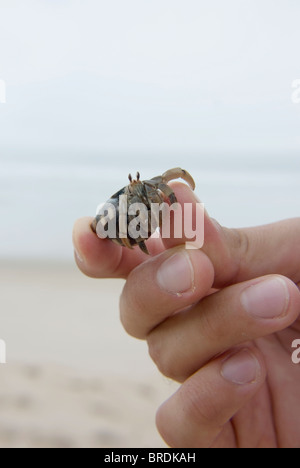 Un granchio di hermit essendo trattenuto da un uomo Foto Stock