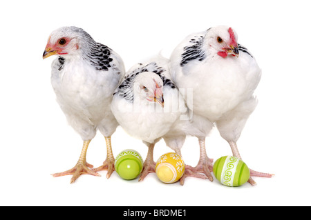 Polli con le uova di pasqua. Isolato su uno sfondo bianco. Foto Stock