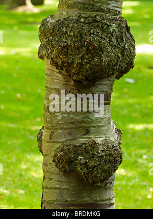 Burls sulla corteccia di un vecchio il Tibetano ciliegio (Prunus serrula) Foto Stock