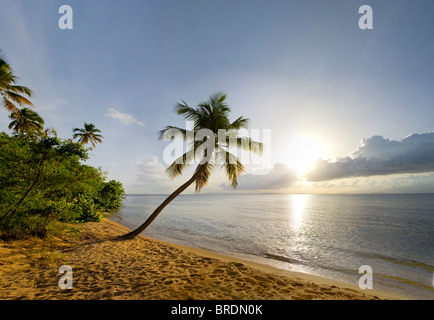 Lone Palm Tree Sporgendoti Oceano con sole al tramonto, Vieques, Puerto Rico, STATI UNITI D'AMERICA Foto Stock