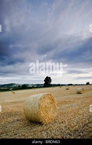 Bails fieno e stoppia in un campo al tramonto, Warwickshire, Inghilterra, Regno Unito Foto Stock