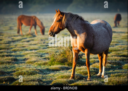 Cavalli a Sunrise, Balmer Lawn vicino a Brockenhurst, New Forest, Hampshire, Inghilterra, Regno Unito Foto Stock