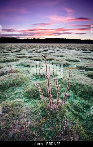 Spettacolare alba a Balmer Lawn vicino a Brockenhurst, New Forest, Hampshire, Inghilterra, Regno Unito Foto Stock