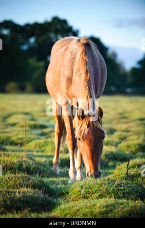 Cavallo di Sunrise, Balmer Lawn vicino a Brockenhurst, New Forest, Hampshire, Inghilterra, Regno Unito Foto Stock