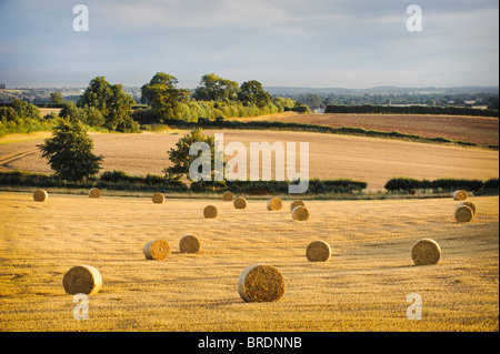 Bails fieno e stoppia in un campo al tramonto, Warwickshire, Inghilterra, Regno Unito Foto Stock