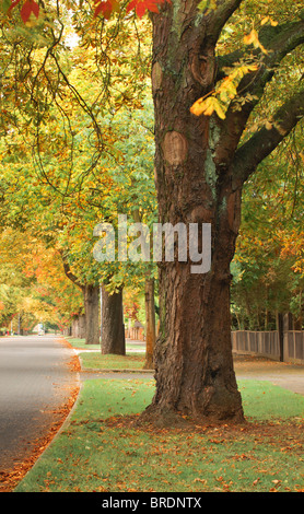 Autunnale di viale alberato in Royal Leamington Spa Royal Leamington Spa Warwickshire, Inghilterra, Regno Unito Foto Stock