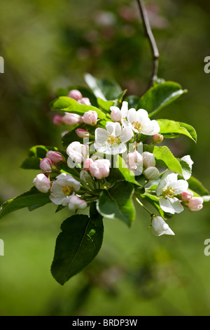 Crab Apple Blossom - Malus x robusta 'Red Sentinel' Foto Stock