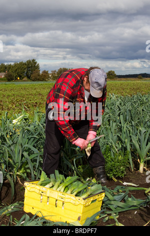 Il labourer agricolo raccoglie porri tagliati a mano in settembre e li confeziona in casse gialle al Market Garden, Burscough, Ormskirk, Regno Unito Foto Stock