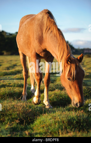 Cavallo di Sunrise, Balmer Lawn vicino a Brockenhurst, New Forest, Hampshire, Inghilterra, Regno Unito Foto Stock