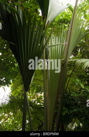 Lodoicea maldivica, Coco de Mer. Palm con frutto più grande e più pesante, sementi di fiori più grande di qualsiasi palmare Palm. Foto Stock