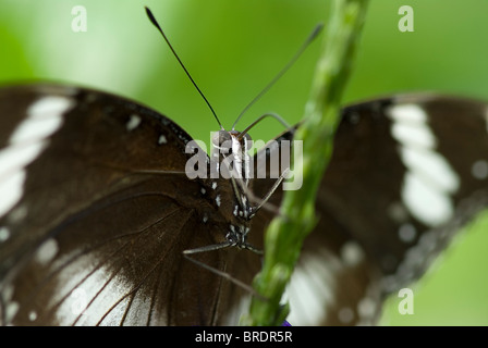 Foto di un comune Mormone Butterfly (Papilio polytes) della famiglia Papilionidae, comune in Asia. Foto Stock