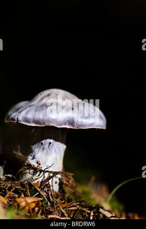 Fungo velenoso in foresta Foto Stock