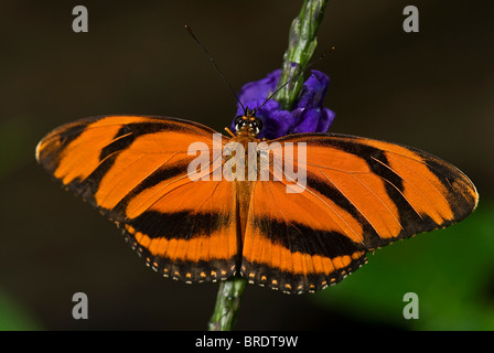 Un nastrati farfalla arancione (Dryadula phaetusa) della famiglia Nymphalidae, comune dal Brasile attraverso il Messico centrale. Foto Stock