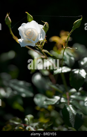 Rosa bianca Foto Stock