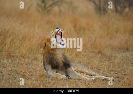 Leone maschio sbadigli in erbe del Masai Mara, Kenya, Africa Foto Stock