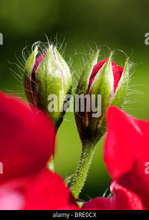 Geranio boccioli di fiori ( Pelargonium spec ) Foto Stock