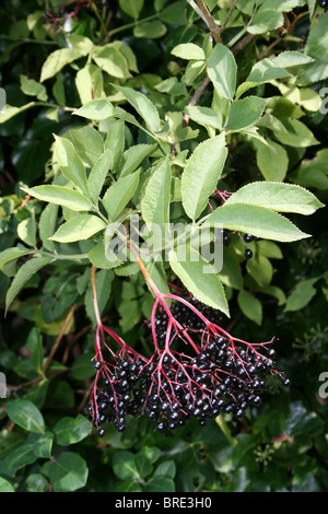 Sambuchi Sambucus nigra prese a Martin mera WWT, Lancashire, Regno Unito Foto Stock